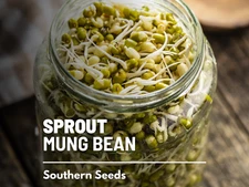 Sprout, Mung Bean seeds - Heirloom Sprouting Seeds - Crisp and Refreshing Flavor