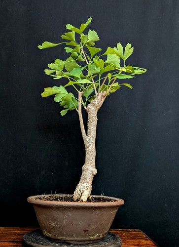 BONSAI ÁRBOL DE HOJAS DE ABANICO GINKGO BILOBA OUTDOOR - Imagen 2 de 4