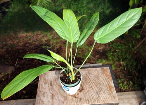 Philodendron asplundii Plant in 6" Pot 18" Tall 35" Wide RARE