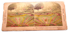 BW Kilburn Stereoview Tinted Floral Beauty Dayton Ohio 1903 Antique Card CST1