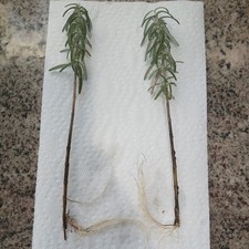 Two Rosemary plants,Shipped Bareroot