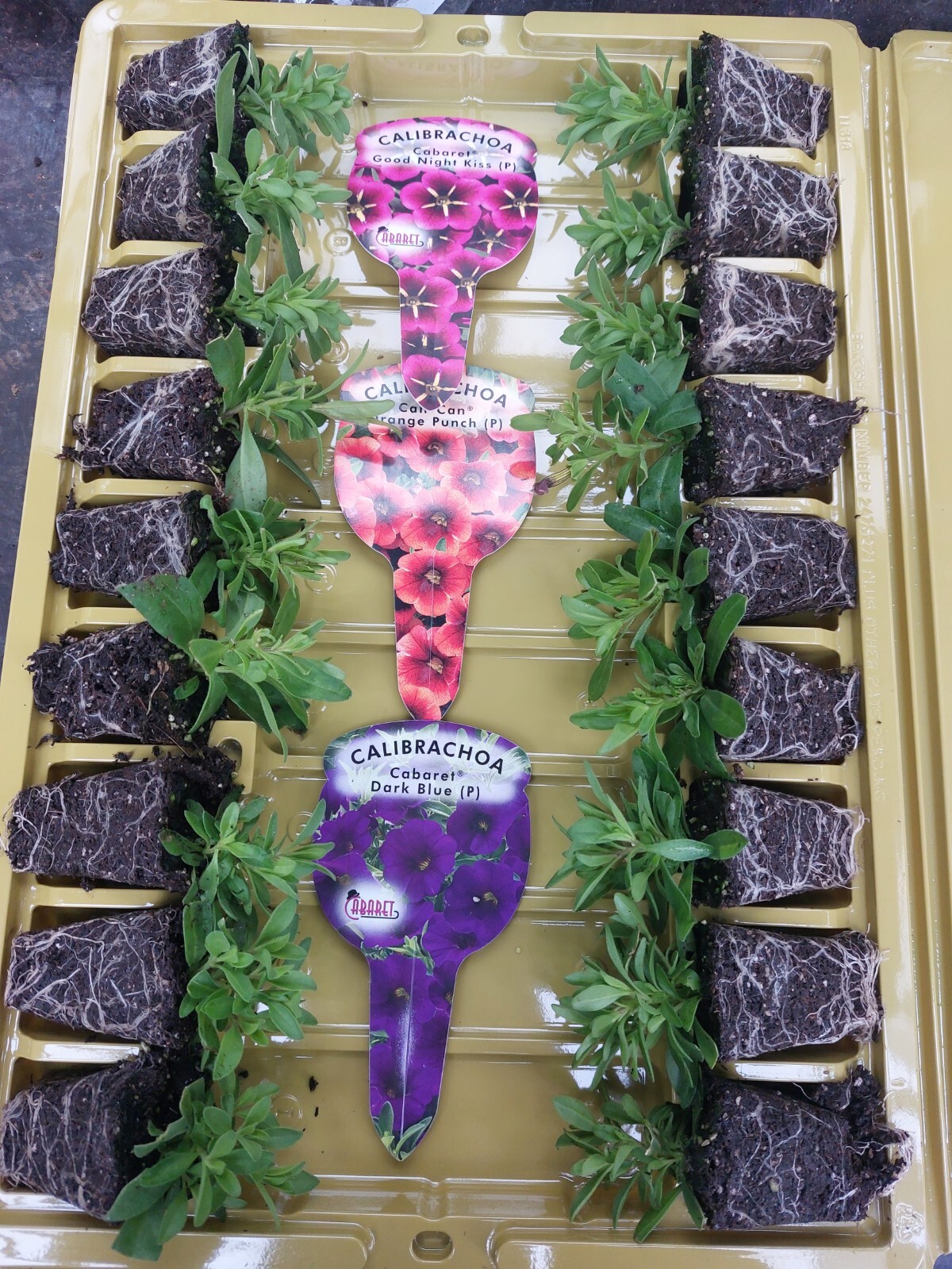 ×6 Petunia Calibrachoa Million Bells Mixed Lot Hanging Basket Plug Plants Flower eBay