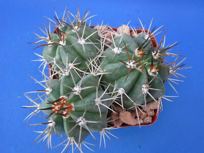 Melocactus conoideus Cactus (3) Plants in FULL 3.25" Pot! KILLER Deal! Lmtd  Qty! | eBay