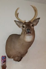 Whitetail Deer Head Shoulder Mount Taxidermy Cape Shed Antler Hunt Mule Rack