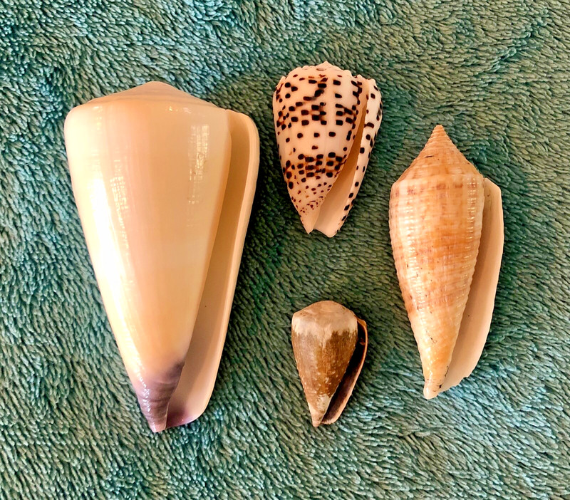 Collection of 4 Conidae Shells: Conus Australis, Lividus, Virgo, & Pulicarius