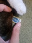 1973 Dakin Plushie Dog With White Ears. Made In Korea. Small Stuffed Animal  — photo 2