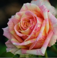 10 Pink Yellow Cream Rose Seeds Flower Bush Perennial Shrub Flowers Seed 1268