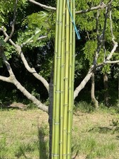 Canna Di Bambù naturale,varie dimensioni a scelta- decorazione fai da te