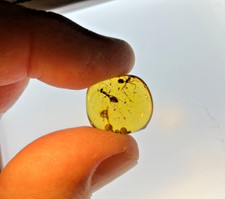 A101 BU787 2 Superb Big Female Worker Ants in Burmese Amber Burmite 99mya