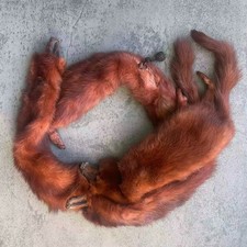 Vintage Red Fox Fur Stole 4 Pelt Boa Full Head Tail Legs w/Clasp 42 Glam Wrap