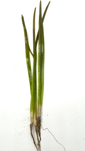 Velliseneria spiralis Red - Picture 2 of 2