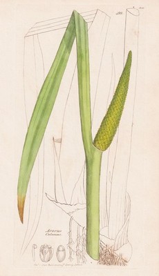 Acorus Calamus Kalmus botany Botanik Kupferstich engraving Sowerby Smith 1796