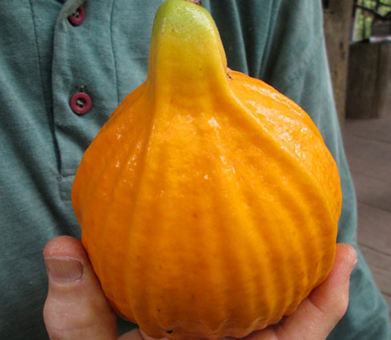 Plinia Inflata "Giant Mulchi"