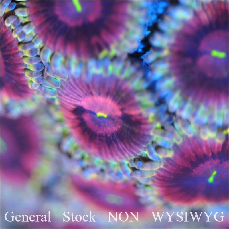 Corals of Eden NON WYSIWYG Live Coral Frag ~ Black Widow Zoanthid Coral 1 Polyp