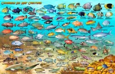 Franko Maps Fish ID Card Dive Map - Caribbean Sea