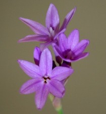 SAMEN ZIMMER KNOBLAUCH