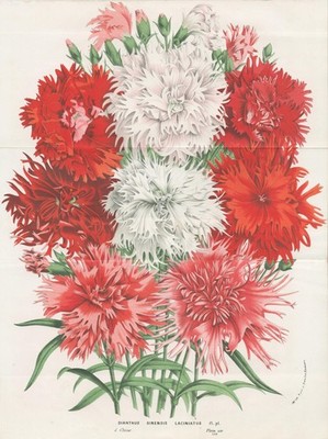 Dianthus sinensis carnation Nelke Nelken botany Botanik Houtte Lithographie