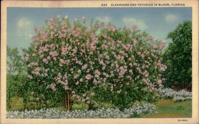 Vintage Linen Postcard Oleanders & Petunias in Bloom Florida 1939