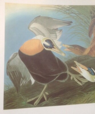 Common Eider Duck Audubon Print Picture Poster Art Lithograph 77