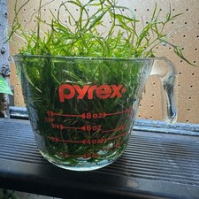 Guppy Grass Fire Sale 1 Full Cup