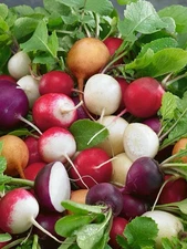 150 Mix Radish Seeds - Fiesta Blend , Colorful, Easy Grow, Non-GMO USA Seller