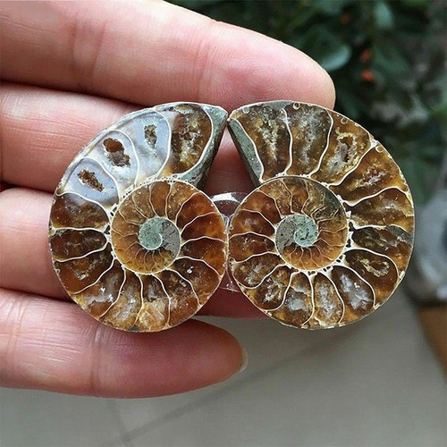 1 Pc Half Cut Natural Ammonite Shell Fossil Specimen Madagascar Decoration DIY - Picture 8 of 9