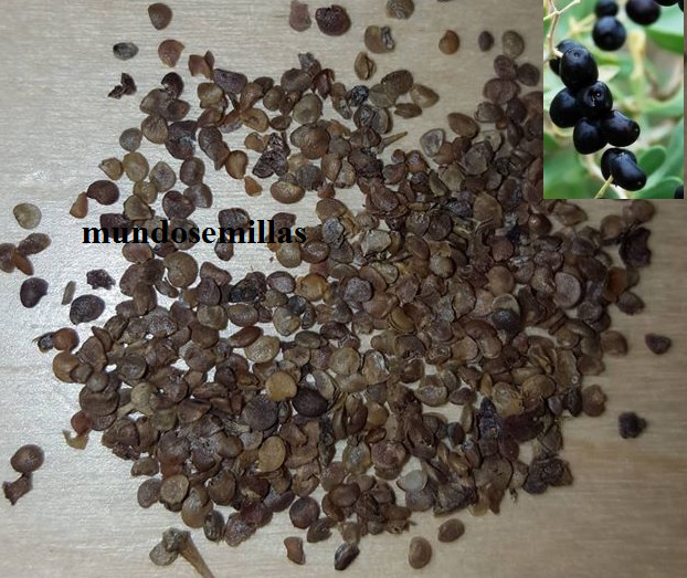 Goji negro - Lycium ruthenicum - 500 semillas seeds - fruta comestible