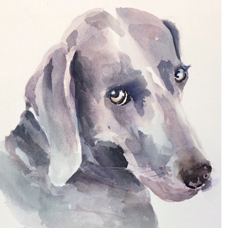 Original Watercolor Painting Weimeraner “The Look”