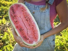 25+ CHARLESTON GREY WATERMELON SEEDS - Heirloom - Organic - NON GMO ------ GIANT