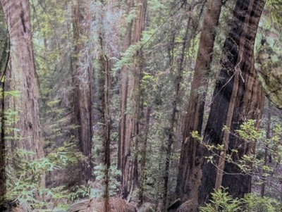Get A Life Men's T-shirt ''Forest'' All Over Print POBS 2XL #6609 NWT Long Sleeves