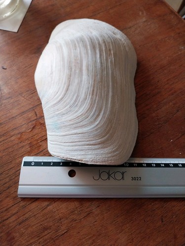 Giant Clam Shell Panopea - Picture 5 of 7