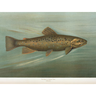 Petrie North American Fishes Bachforelle extragroßer Leinwanddruck