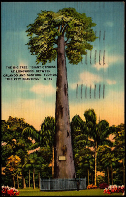 Postcard FL Orlando Florida The Big Tree, Giant Cypress at Longwood 1938 A15