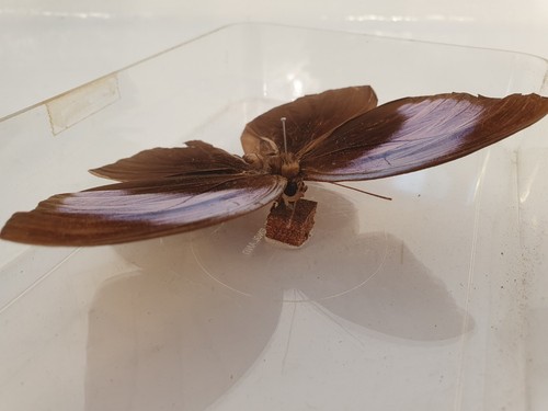 Large Natural Real Butterfly Specimen In Plastic Case Stunning Peace. - Picture 2 of 12