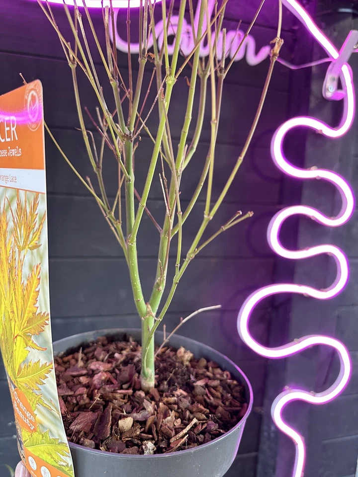 Acer Tree Orange Lace New Variety Rare Japanese Maple 3L Pot Plants to your door - Image 4 of 4
