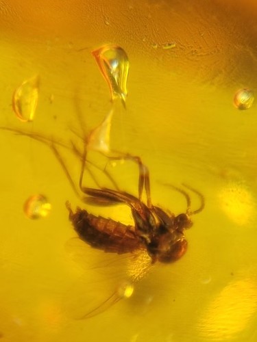 Diptera mosquito fly Burmite Myanmar Burmese Amber insect fossil dinosaur age