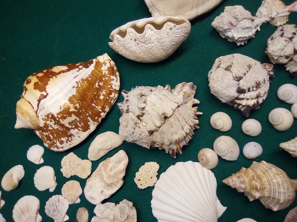 Large colection of unique, rare sea shells | eBay