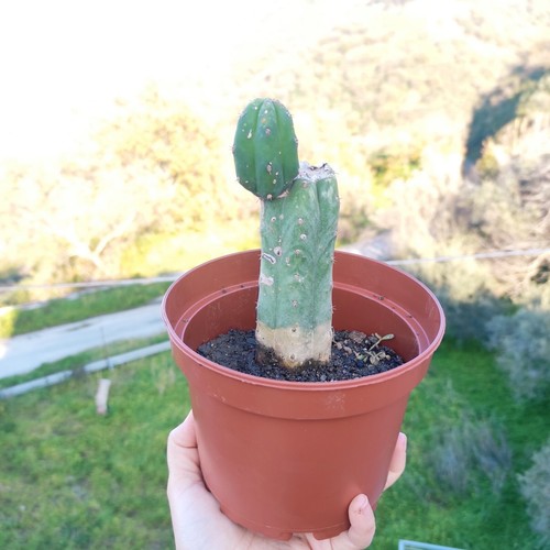 🏜 Vaso Ø 15cm MACROGONUS TorciaBOL. T. Cereus🌵San Spirit Pedro 🏜️+ Omaggio - Foto 4 di 10