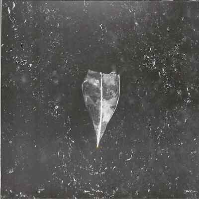 Bees Made Honey In The Vein Tree / AION (BLACK 2LP) (2LP) / Magnetic Eye Record