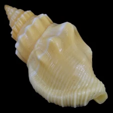 STROMBUS (Canarium) ERYTHRINUM (Olango Isl., Philippines) 28.0mm #40967