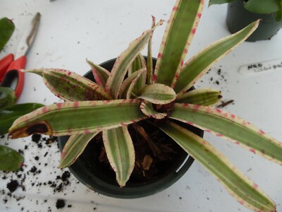 Neoregelia Bumblebee – Fantastic Frogs