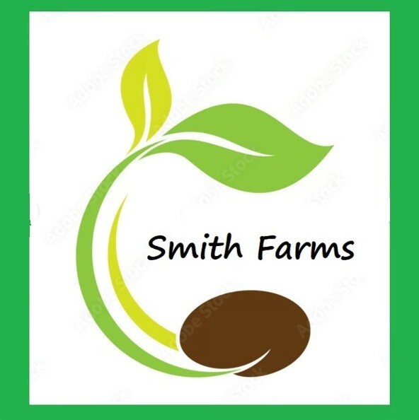 25+ Seeds Yellow Beehive Ginger Flower Botanical name Zingiber eBay