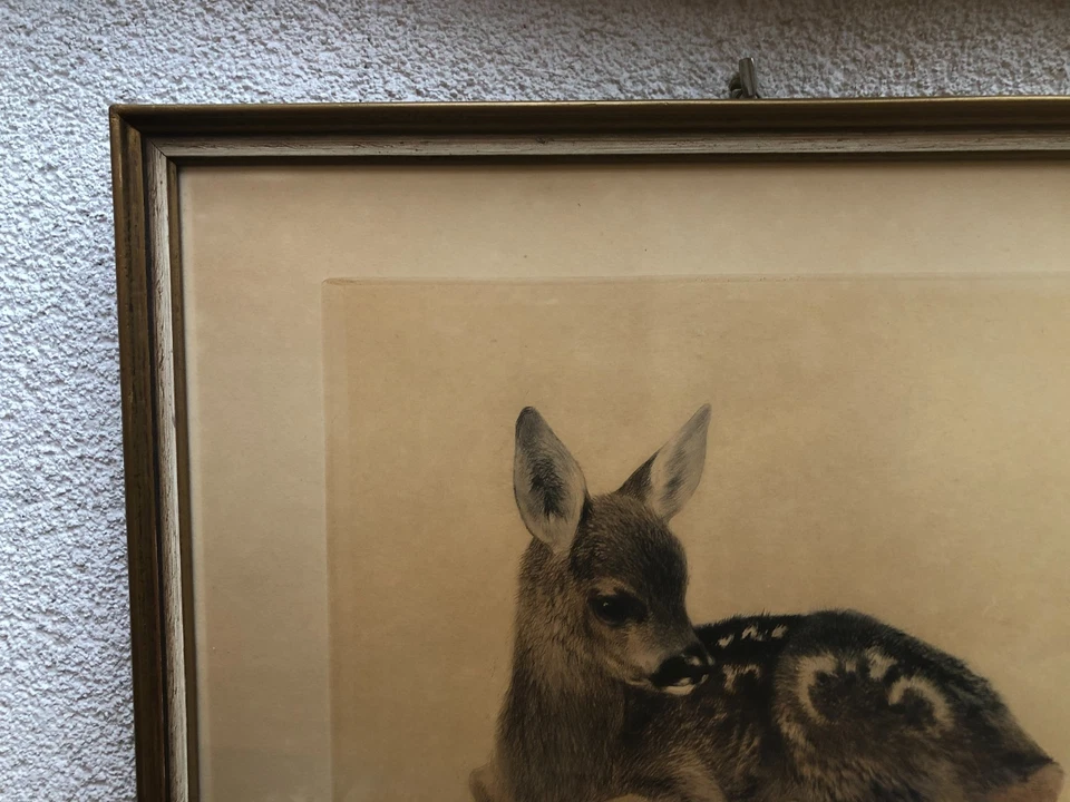 Orig. Radierung - Kurt Meyer-Eberhardt (1895-1977) - LIEGENDES REHKITZ - Bild 2 von 4