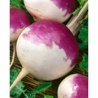 700 PURPLE TOP TURNIP SEEDS FRESH HARVEST FOR GARDENS