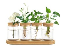 Plant Propagation Terrarium Desktop Glass Planter Station Water Planting Glas...