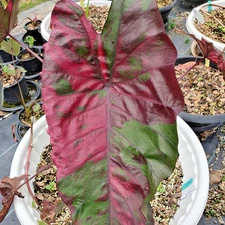Colocasia Bulb Scarlet Fairy New Hybrid (Includes All Import Duties And Taxes)