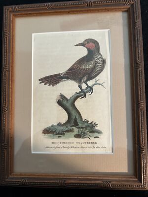 Antique Wall Art Woodpecker Print Naturalist's Pocket Magazine Harrison Cluse