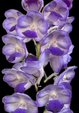 Vanda Sasisha X V lawrencea  .  seedling  Fragrant   ￼Vanda Orchids