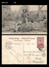 Poaching,destruction of ecosystem,Wildlife,Zebra,Belgium Congo Postal Card,PSC