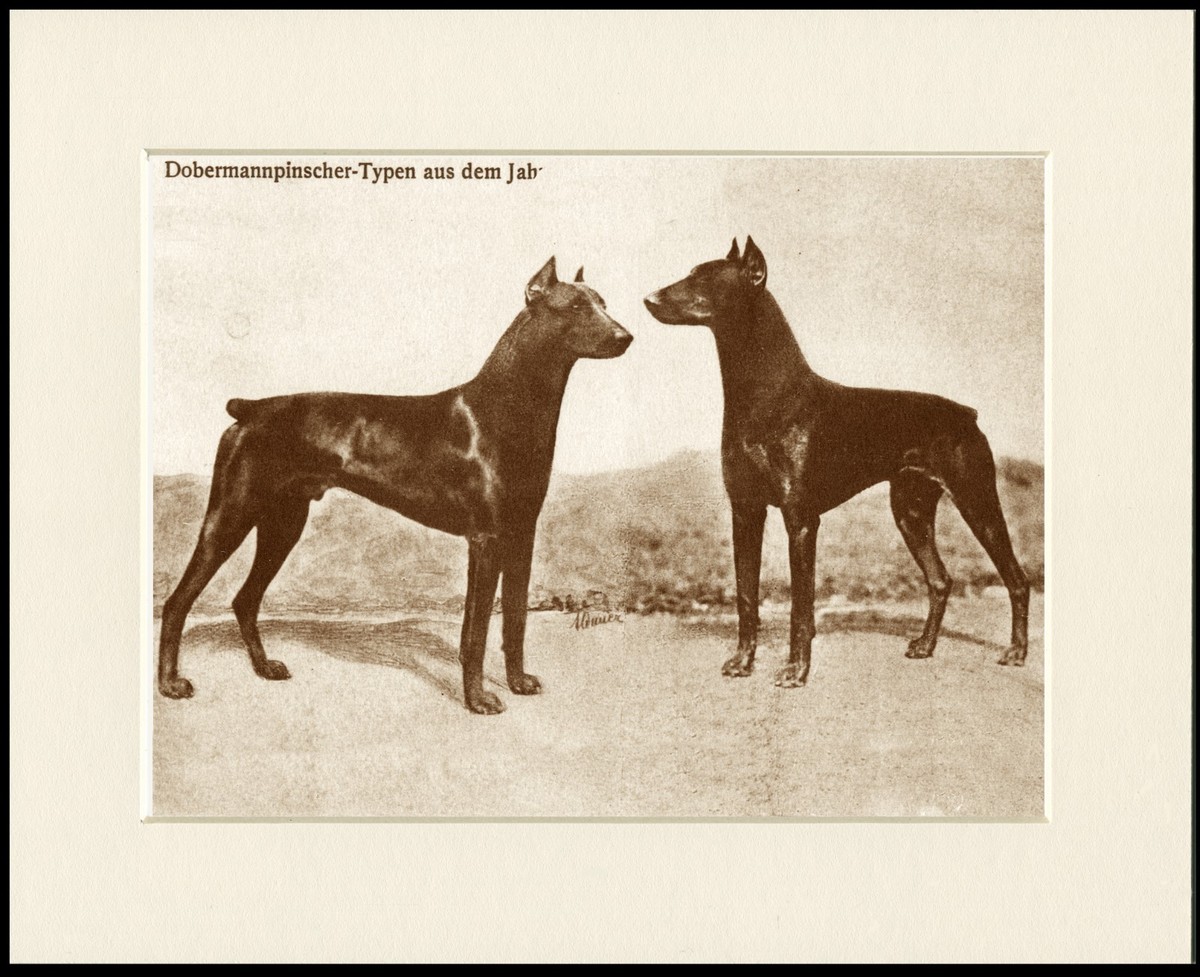 DOBERMAN PINSCHER OLD STYLE DOGS SEPIA DOG PRINT MOUNTED READY TO